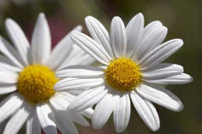 Accessoire coiffure en autre - Ref 1201460 Image 28