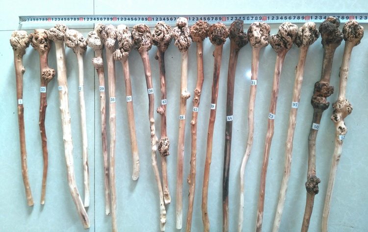 Promotion of Yunnan black fruit tree neoplasia natural tree root art solid wood health mallet massage mallet root carving handicraft