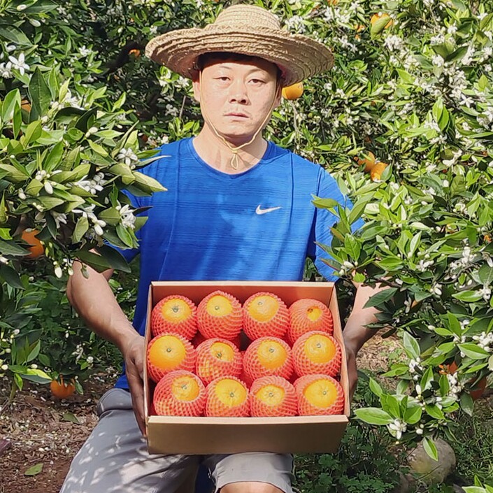 秭归脐橙自家果园产地直销