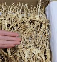 Changbai Mountain Forest Ginseng