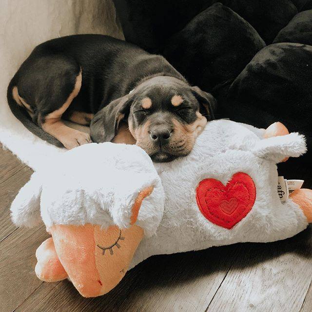 2025智能宠物玩具潮流,宠物用品毛绒棉绳动物造型狗狗玩具自嗨神器耐啃咬磨牙洁齿狗玩具选哪个?