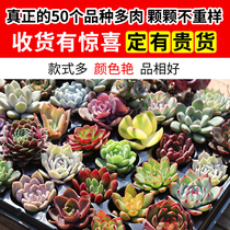 Fleshy plant novice set meat meat plant fleshy combination green plant potted flowers with pots to send soil