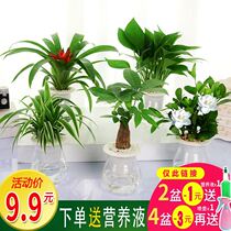 Guanyin bamboo hair wealth tree gardenia flower rich bamboo green potted plant Office water culture money
