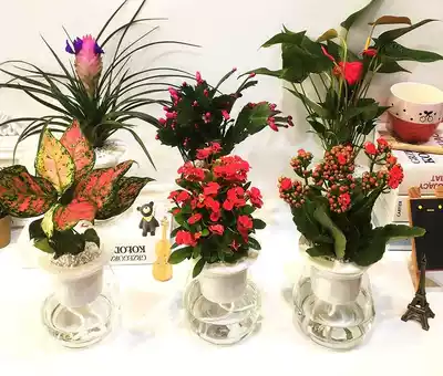 Flower pot formaldehyde hanging orchid hydroponic absorption decorative indoor plant powder Palm purification Jiuli fragrant glass Guanyin bamboo fragrant wood