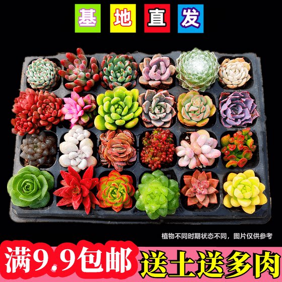 New succulent plant combination potted meat rare species green plants and flowers indoor special clearance with pots
