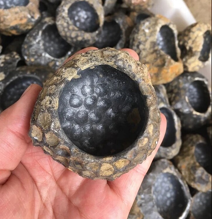 Mineral Specimens Crystal Ornamental Chic Stones Natural Black Coral Bug Fossilized Ashtray Honeycomb Fossil Pen Wash Multimeat