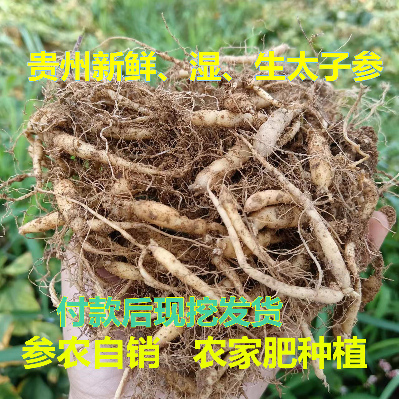 7-year-old store Guizhou origin direct sales of 1 catties of wet fresh raw ginseng without sulfur children's ginseng imitation wild farmyard manure
