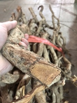 Chinese medicinal materials Eucommia ulmoides root 500g Jiu Niu Teng Teng Eucommia root
