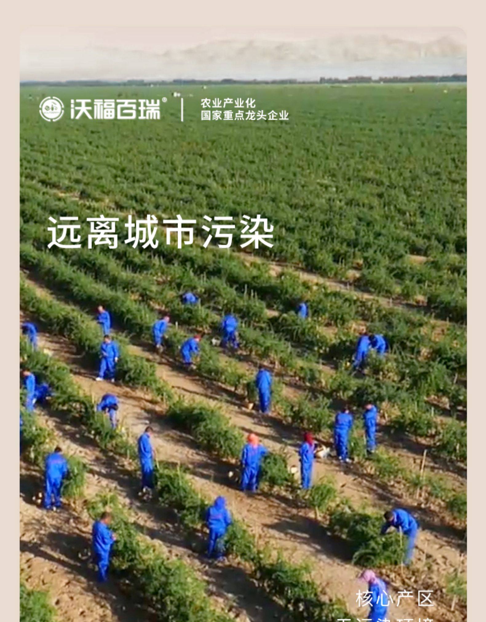 国家重点龙头企业 沃福百瑞 2022年特级头茬枸杞 250gx2罐 26.8元包邮 值值值-买手聚集的地方