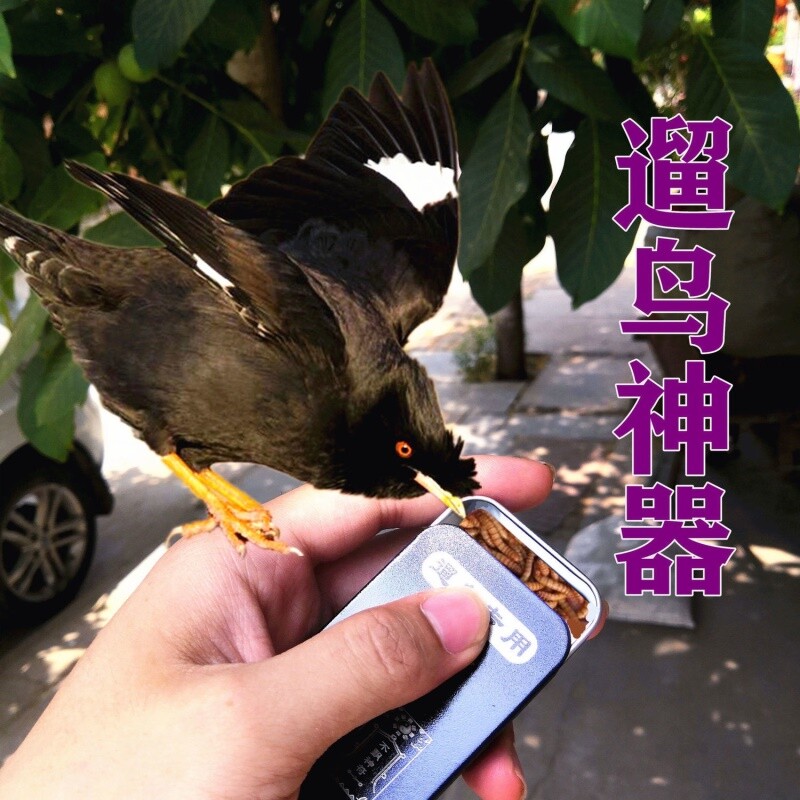 Training bird artificial bakery box walking bird cartridge to box bird artifacts on the piece of pieces of red mouth crow drop box slip