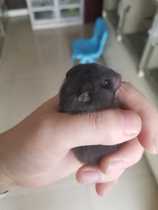 Changzhous own breeding hamster bear live-black bear cow (contact before shooting ~ video selection)