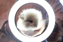 Changzhou physical store ChinChin living animal baby ChinChin Cubs home pet live video selection bag health