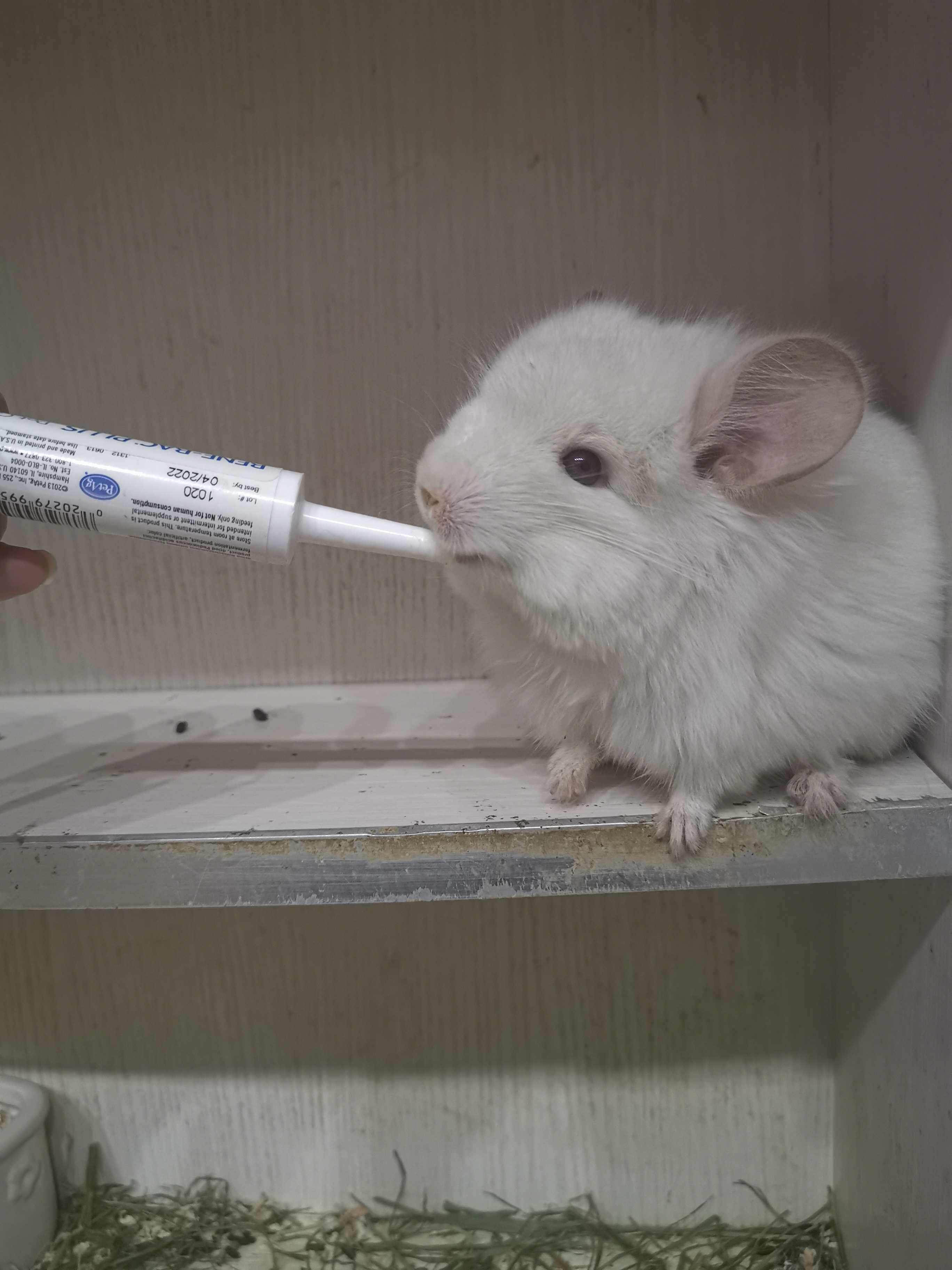 Help you strong probiotic powder prebiotic cream 15g chinchilla rabbit hamster dog cat Petag times cool