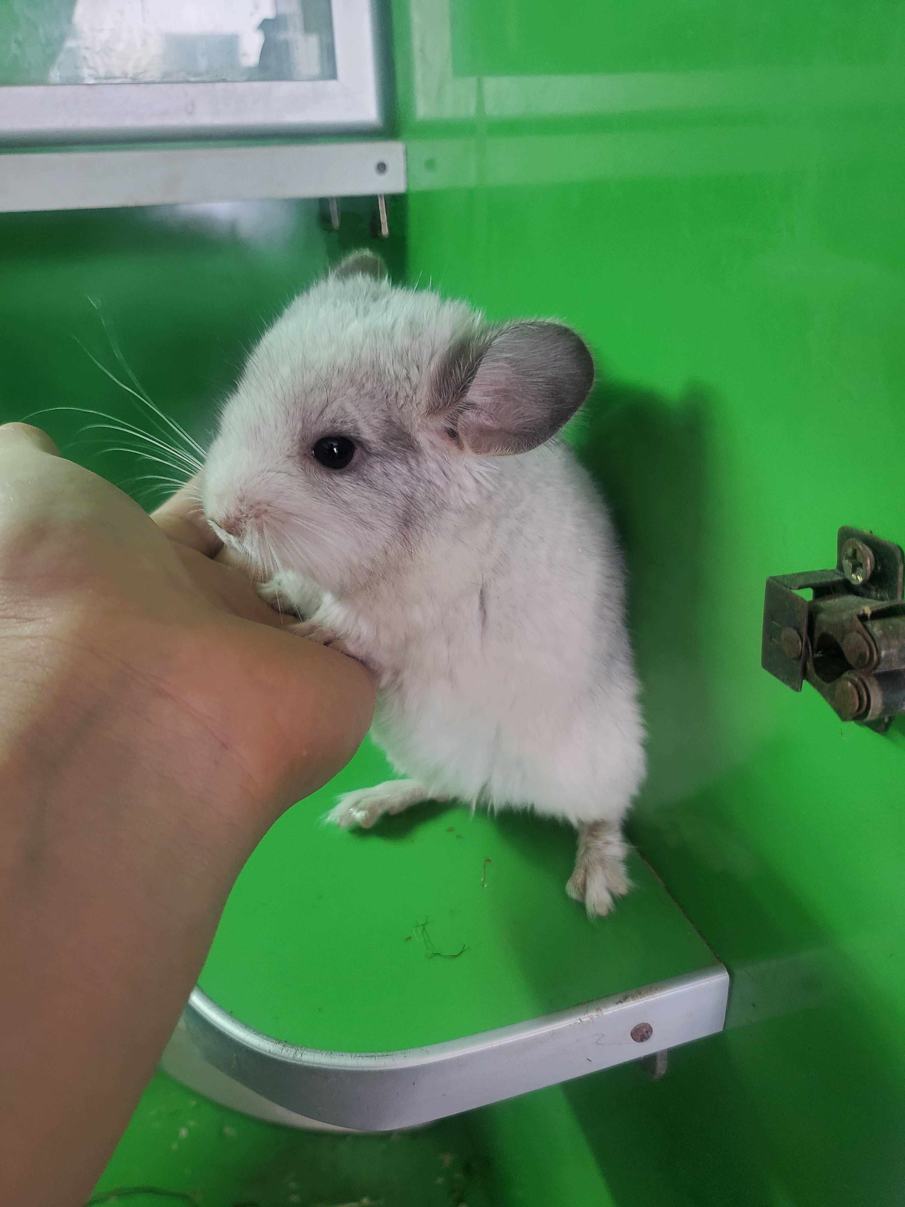 chinchilla wallpaper photo