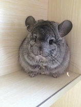 Changzhou ChinChin live pet ChinChin babys own breeding bag health after sale there are physical stores to support auto transportation