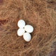 Coconut shell bird nest beddding natural coconut palm silk tiger skin black phoenix peony warm coconut silk grass nest breeding box bed mat