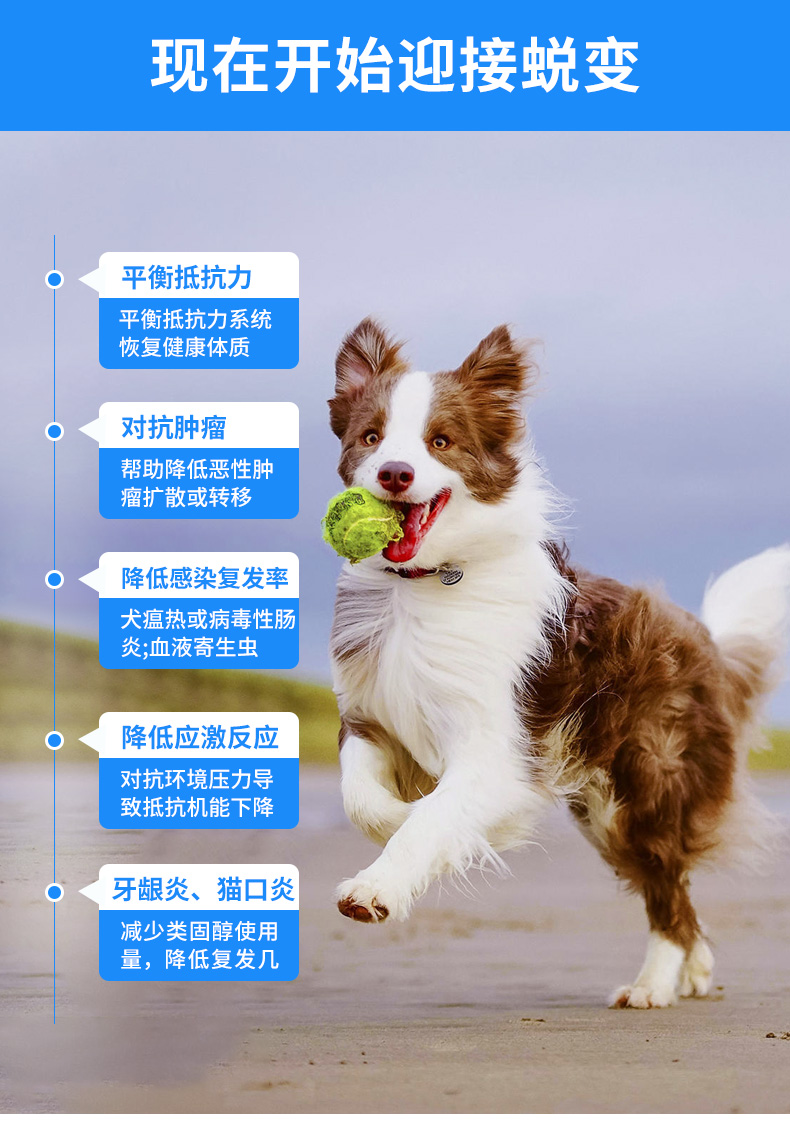Fengzyi II, dạng bào chế nhỏ, vật nuôi, mèo và chó, tăng cường miễn dịch, sưng, dị ứng da, 30 viên - Cat / Dog Health bổ sung sữa cho chó poodle