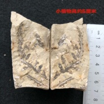 Promotional plant fossils Liaoxi paleontological fossils raw stone specimens fish fossils popular science teaching childrens gift collections