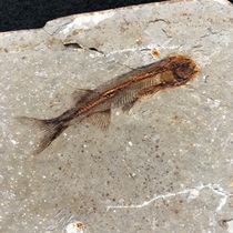 New high-quality single wolf-finned fish fossil paleontological fossil raw stone specimen from Chaoyang Western Liaoning popular science gift collection