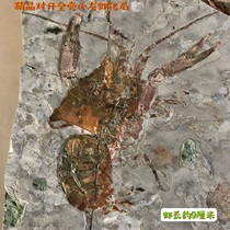 High-quality folio lobster fossil paleontological fossil popular science childrens gift specimen collection and appreciation in Chaoyang Liaoxi