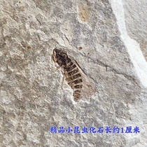 Promotional Huangbanjigou Insect Fossils Chaoyang Western Liaoning Paleontological Fossils Beipiao Wolf Fin Specimen Collection