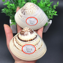 2 Super king size veteran domestic clam oil Clam shell oil Shell oil Harry oil dry cracking