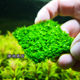 Aquarium fish tank live tropical real water grass Moss flame triangle matsutake strange fern Moss fine leaves iron underwater leaves