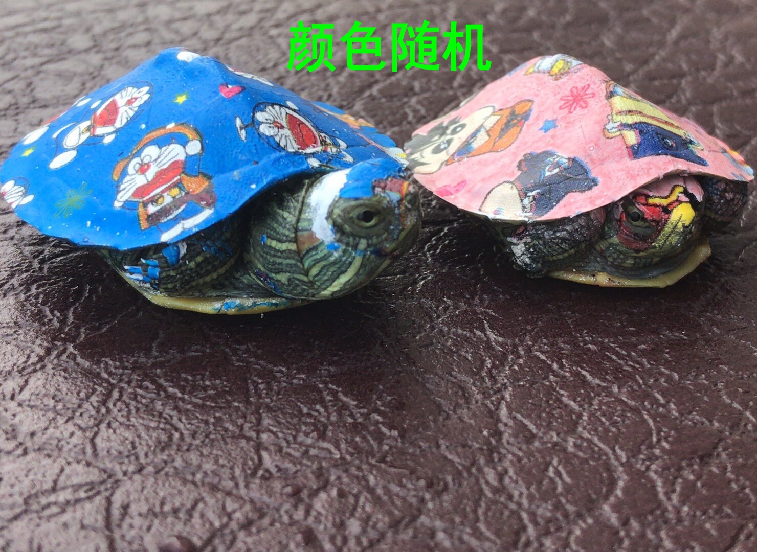 七彩小乌龟,网红同款炫彩巴西彩龟,你的新宠儿?-龟/鳖-淘宝好物网