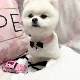 Pet Cat Dog Đồ trang sức làm bằng tay Vòng cổ Mặt dây chuyền Cổ áo Nữ Công chúa Teddy Hiromi Bichon Bichon Nơ Tie - Vòng đeo tay Clasp