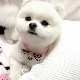 Pet Cat Dog Đồ trang sức làm bằng tay Vòng cổ Mặt dây chuyền Cổ áo Nữ Công chúa Teddy Hiromi Bichon Bichon Nơ Tie - Vòng đeo tay Clasp