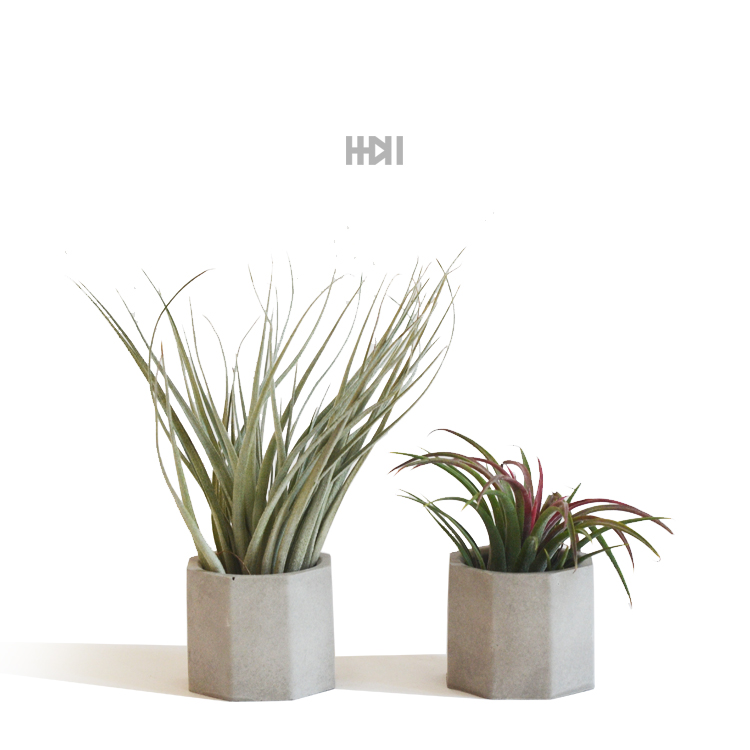 One plus one) concrete hexagonal cement flower pots air pineapple base Nordic home ornaments