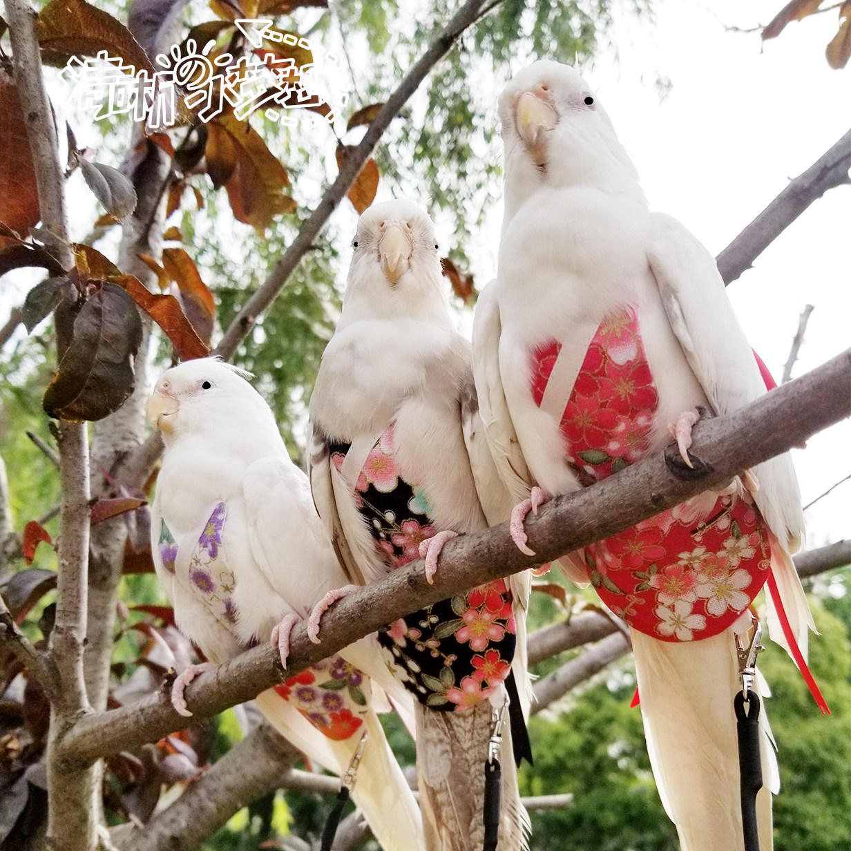 Parrot Bird Hanfu Clothes Shit Pocket Urine Not Wet Clear Home Customizable-Taobao
