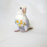 Прозрачные оригинальные сверхлегкие подтяжки, майка топ для выхода на улицу