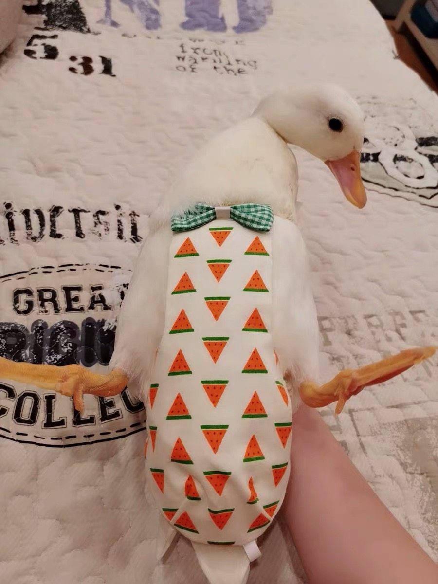 Clear pet Cole duck young duck adult duck diapers Shit pocket diapers can be changed