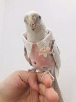 Clear house parrot pet bird clothes cute