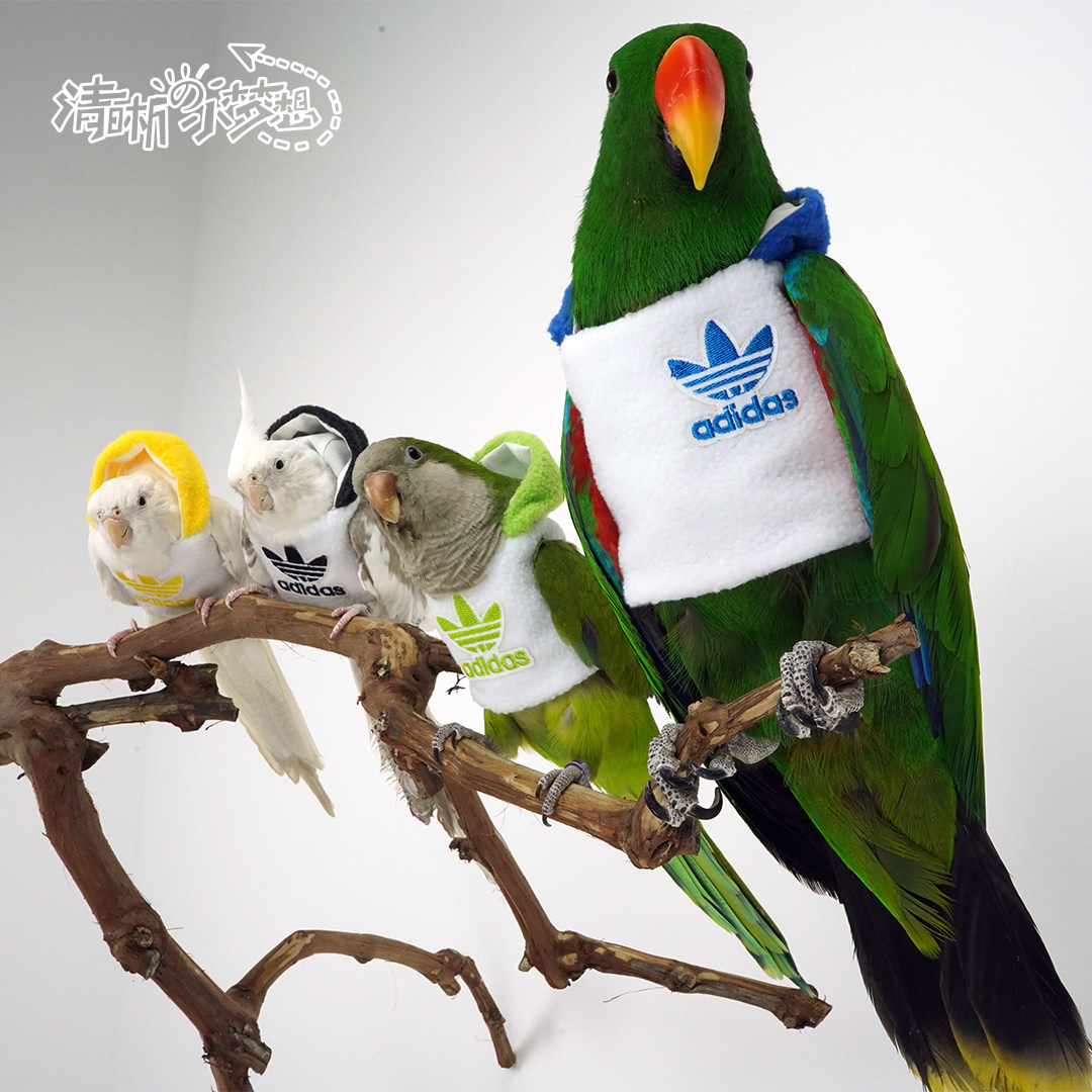 Clear home large, medium and small cockatiel bird clothes thickened cotton clothes with hat flying jacket winter clothes four colors