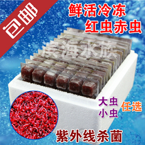 Yueshiwang frozen red insect red worm blood worm aquarium ornamental fish feed fish food 15 plates