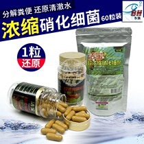 Aquarium Fish Tank Clean Treasure Ultra-Concentrated Nitrobacteria Compound Bacteria Probiotic Nitrobacteria Capsule 120 grain