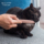 Кошачий колючий гребень для кошачьего языка, кошачий язык для вылизывания шерсти, массажная расческа, массажная щетка, расческа для домашних животных, гребень для кошачьего ряда, плавающая кошка mini 2