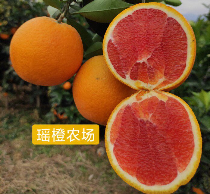 Fuchuan red meat navel oranges organically grown oranges hand peeled oranges non-Jiangxi Ganzhou navel oranges