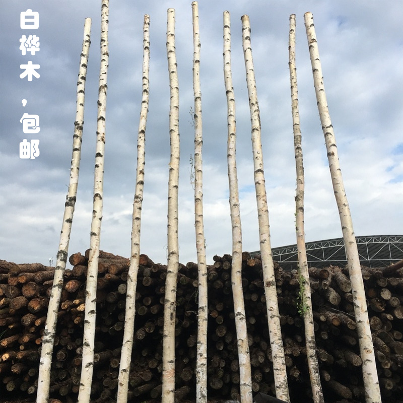 Birch Tree Trunk Partition Decoration White Birch Branches