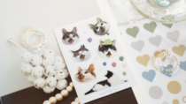 The story of chestnut Meows story stickers cute kitty spot and paper tape