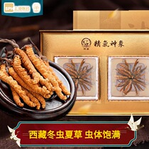 Gift box] Tibet Naqu God elephant Cordyceps sinensis 8 grams Cordyceps sinensis 2 boxes of soaked water soup 44-46 roots per box