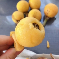 Suzhou loquat