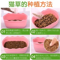 Cat Grass Seed Kitty Snacks Remove Hair Balsamic Hair Cream Cat Mint Kitty Supplies Toy Hydroponic Seed Potted Plant