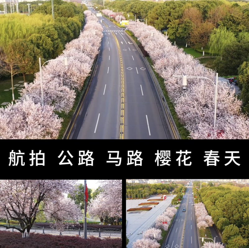 Aerial Photography of Highway Greening, Cherry Blossoms Blooming in Spring, Promotional Video, Led Large Screen Stage Background Video Material Aerial Photography of Highway Greening, Cherry Blossoms Blooming in Spring, Promotional Video, Led Large Screen Stage Background Video Material