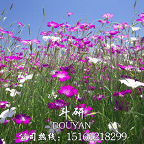  Mai Xianweng seeds Coarse wildflower seeds Easy to live Balcony courtyard ornamental flower seeds potted plants Easy to seed four seasons sowing