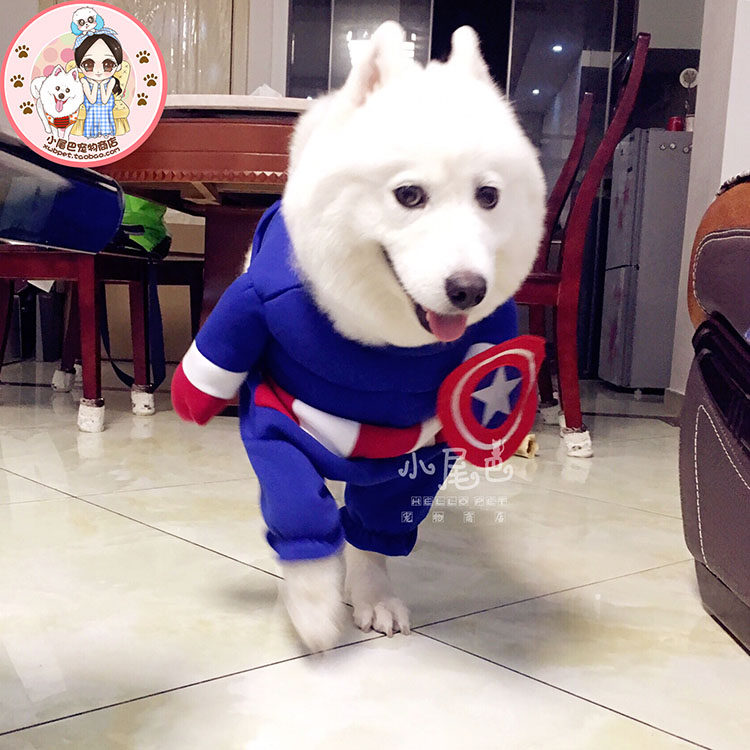 Chest muscle American captain stands in large dogs supercool autumn winter and clothes of dog