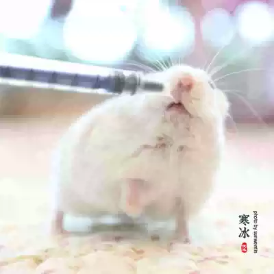 (Ice House)Pet feeding device(1ml 2ml 5ml) (single shot does not ship)