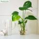 Hydroponic monstera potted indoor desktop green plant flower bonsai plant small fresh four seasons evergreen to purify the air